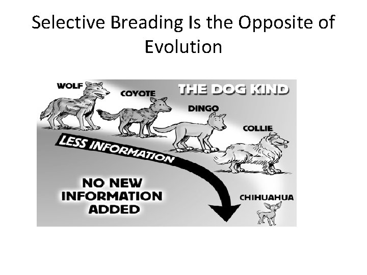 Selective Breading Is the Opposite of Evolution 