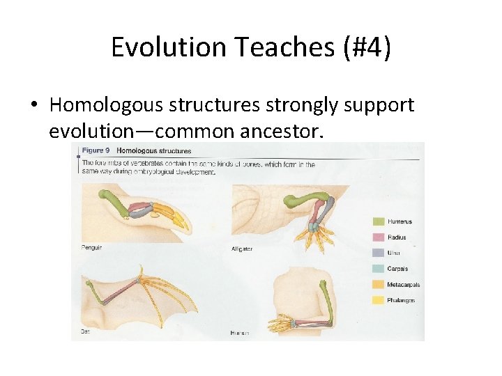 Evolution Teaches (#4) • Homologous structures strongly support evolution—common ancestor. 