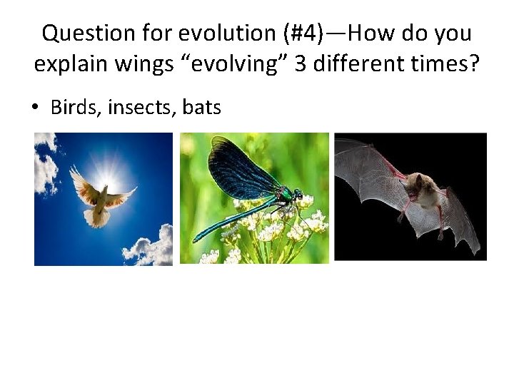 Question for evolution (#4)—How do you explain wings “evolving” 3 different times? • Birds,