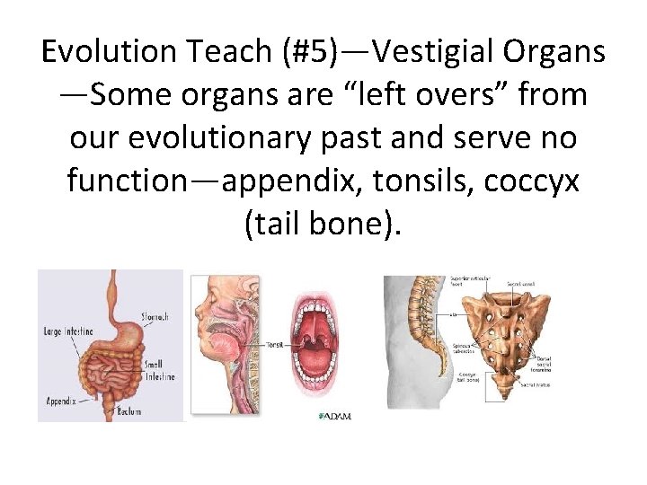 Evolution Teach (#5)—Vestigial Organs —Some organs are “left overs” from our evolutionary past and