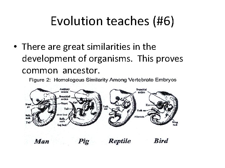 Evolution teaches (#6) • There are great similarities in the development of organisms. This