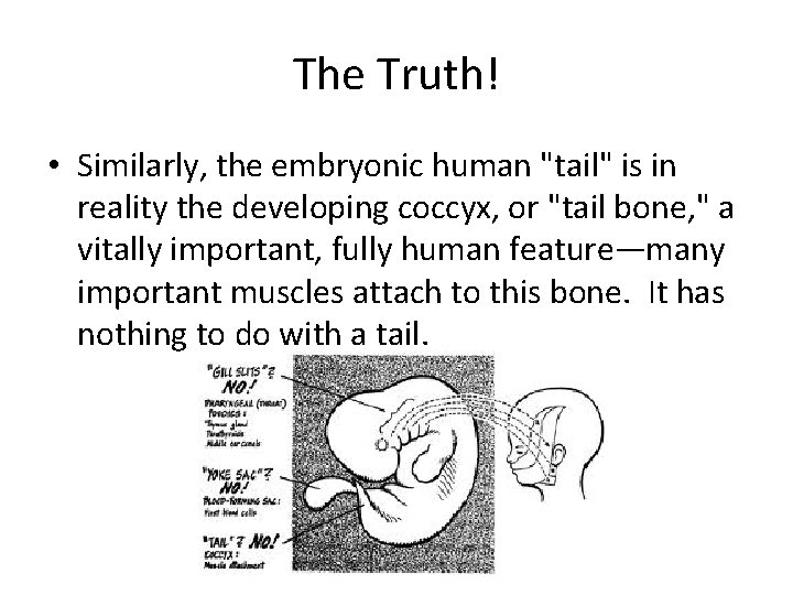 The Truth! • Similarly, the embryonic human "tail" is in reality the developing coccyx,