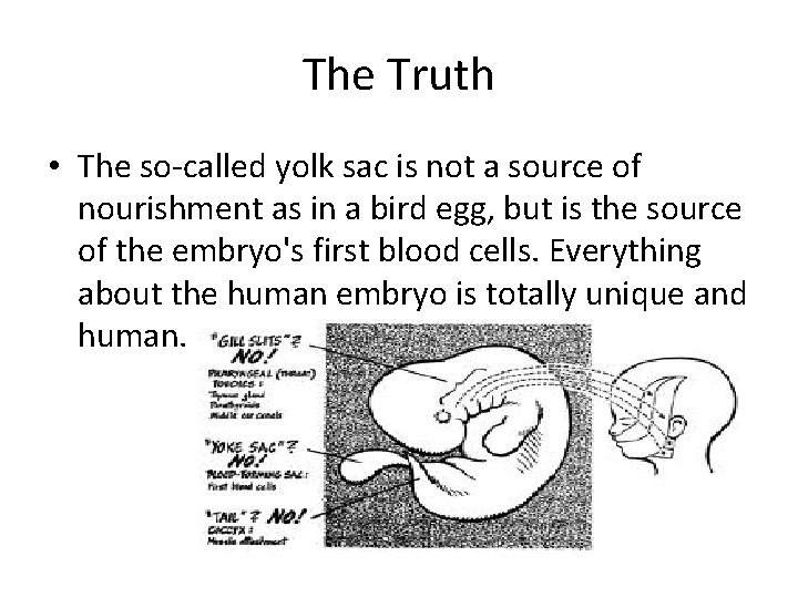 The Truth • The so-called yolk sac is not a source of nourishment as
