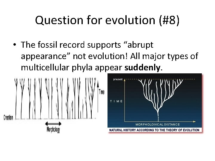 Question for evolution (#8) • The fossil record supports “abrupt appearance” not evolution! All