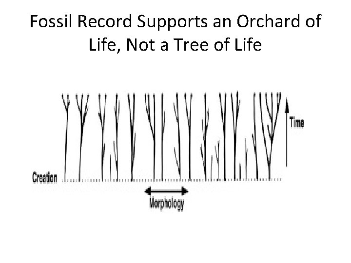 Fossil Record Supports an Orchard of Life, Not a Tree of Life 