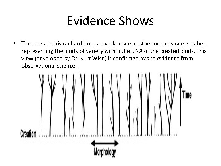 Evidence Shows • The trees in this orchard do not overlap one another or