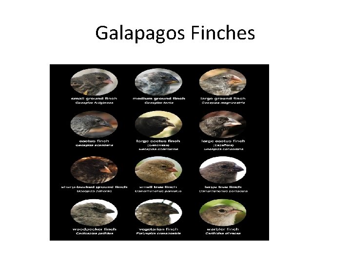 Galapagos Finches 
