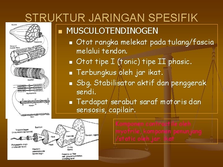 STRUKTUR JARINGAN SPESIFIK n MUSCULOTENDINOGEN n n n Otot rangka melekat pada tulang/fascia melalui