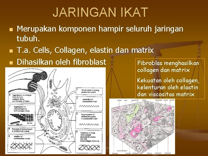 JARINGAN IKAT n n n Merupakan komponen hampir seluruh jaringan tubuh. T. a. Cells,