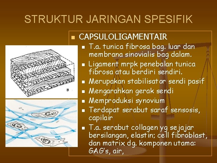 STRUKTUR JARINGAN SPESIFIK n CAPSULOLIGAMENTAIR n n n n T. a. tunica fibrosa bag.