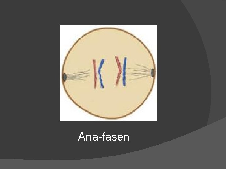 Ana-fasen 