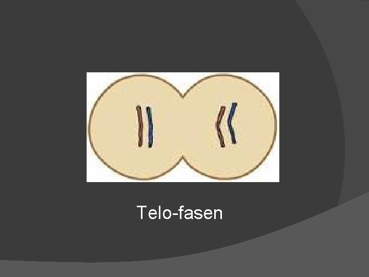 Telo-fasen 