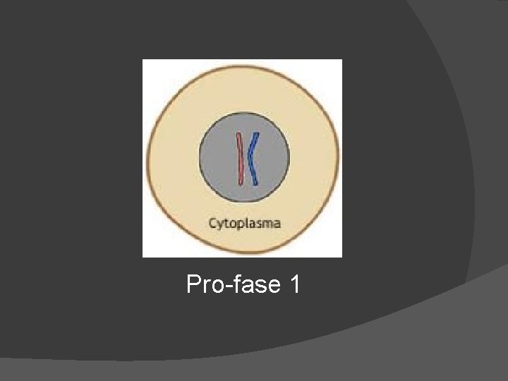 Pro-fase 1 