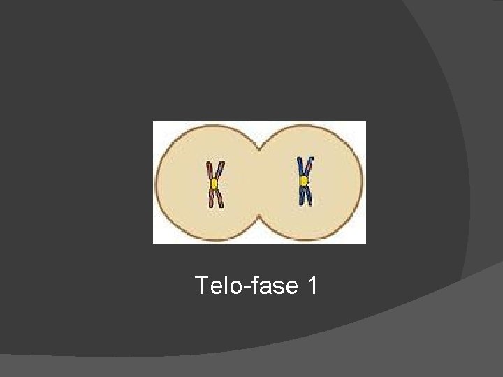 Telo-fase 1 