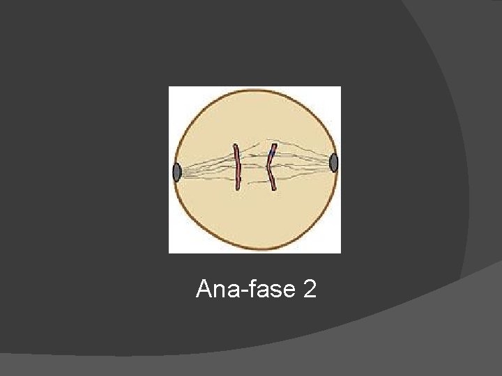 Ana-fase 2 