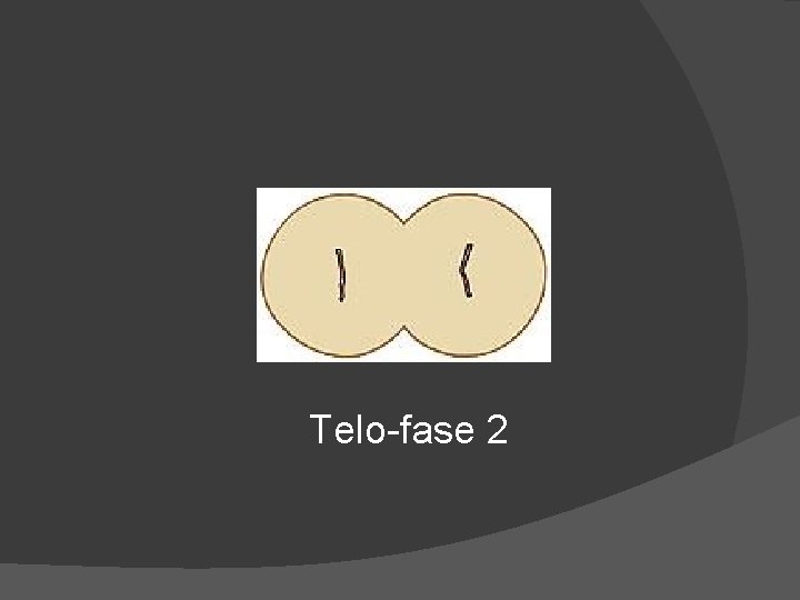 Telo-fase 2 
