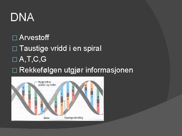 DNA � Arvestoff � Taustige vridd i en spiral � A, T, C, G