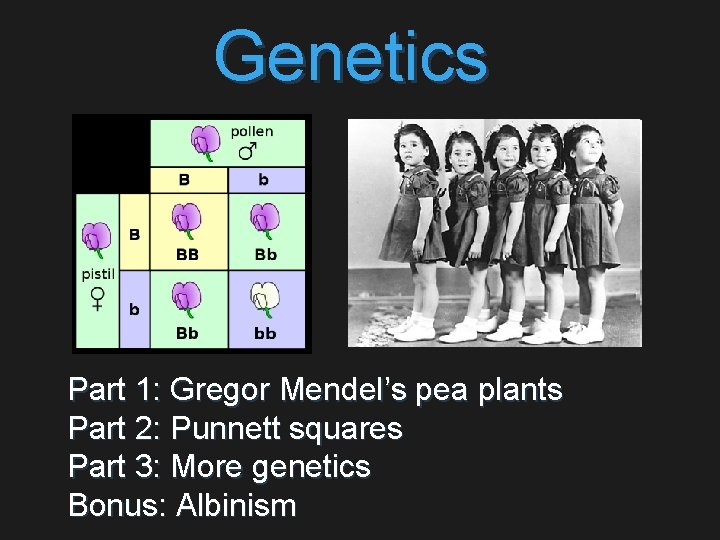 Genetics Part 1: Gregor Mendel’s pea plants Part 2: Punnett squares Part 3: More