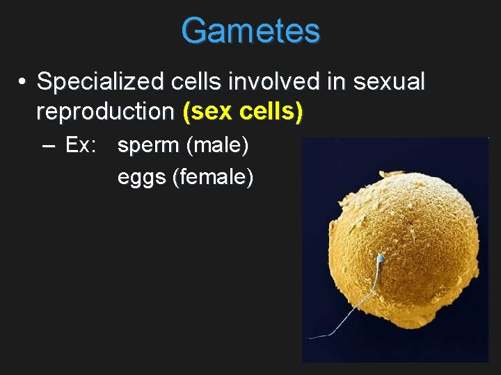 Gametes • Specialized cells involved in sexual reproduction (sex cells) – Ex: sperm (male)