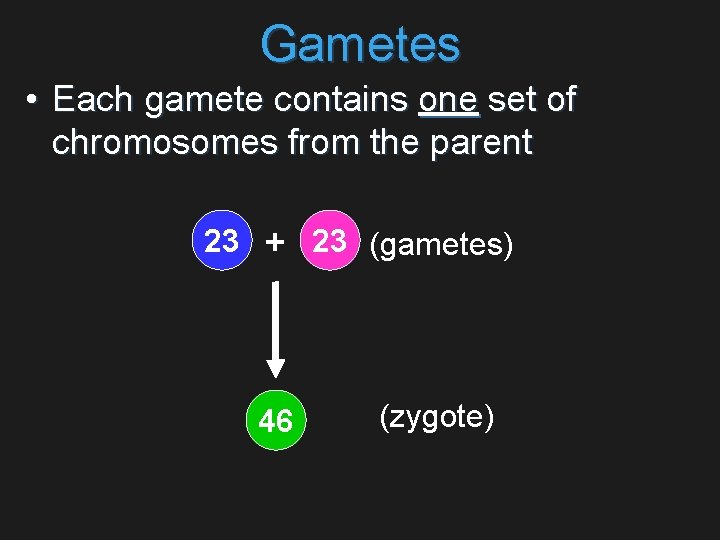 Gametes • Each gamete contains one set of chromosomes from the parent 23 23