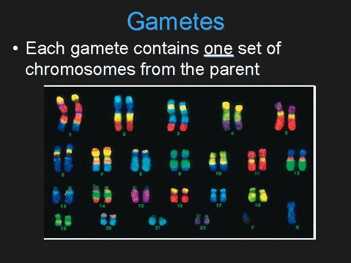 Gametes • Each gamete contains one set of chromosomes from the parent 