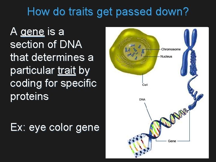 How do traits get passed down? A gene is a section of DNA that