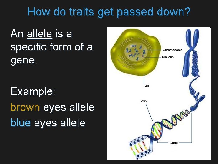 How do traits get passed down? An allele is a specific form of a