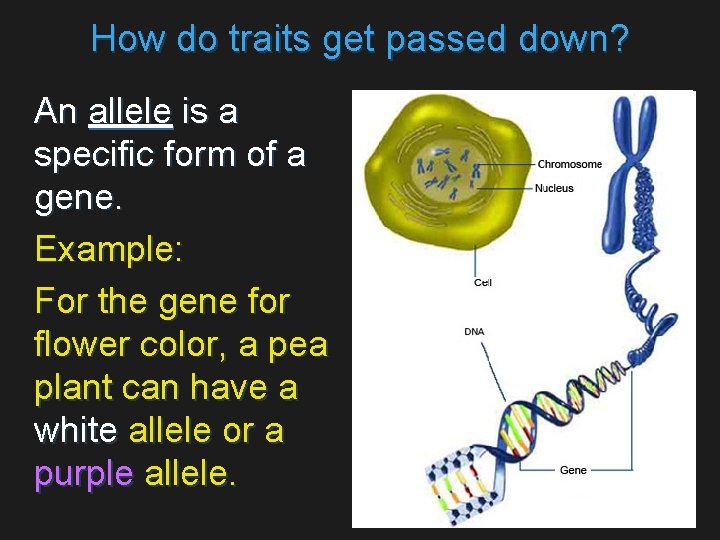 How do traits get passed down? An allele is a specific form of a