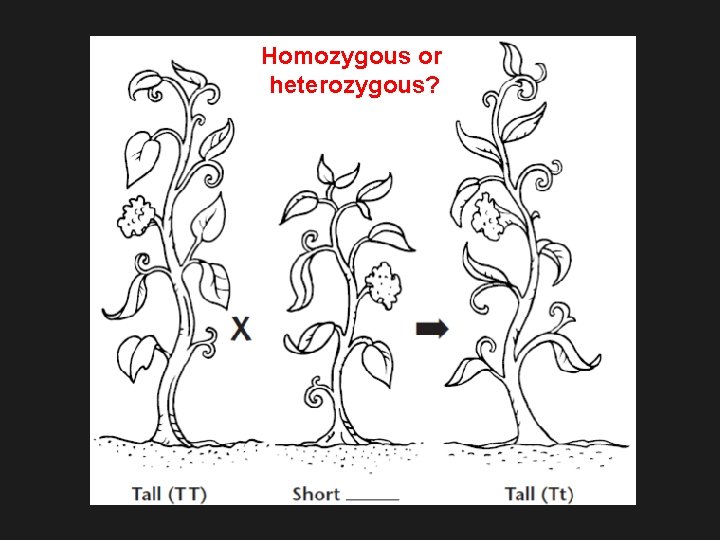 Homozygous or heterozygous? 
