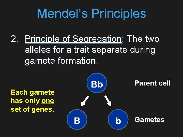 Mendel’s Principles 2. Principle of Segregation: The two alleles for a trait separate during