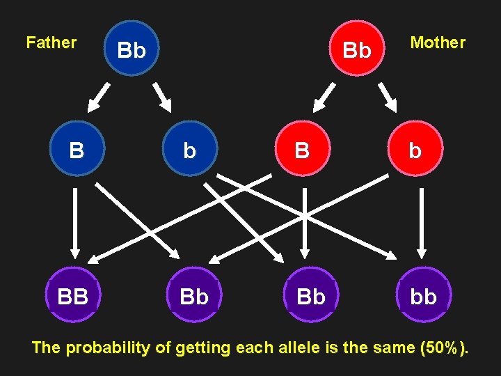 Father Bb Bb Mother B b BB Bb Bb bb The probability of getting