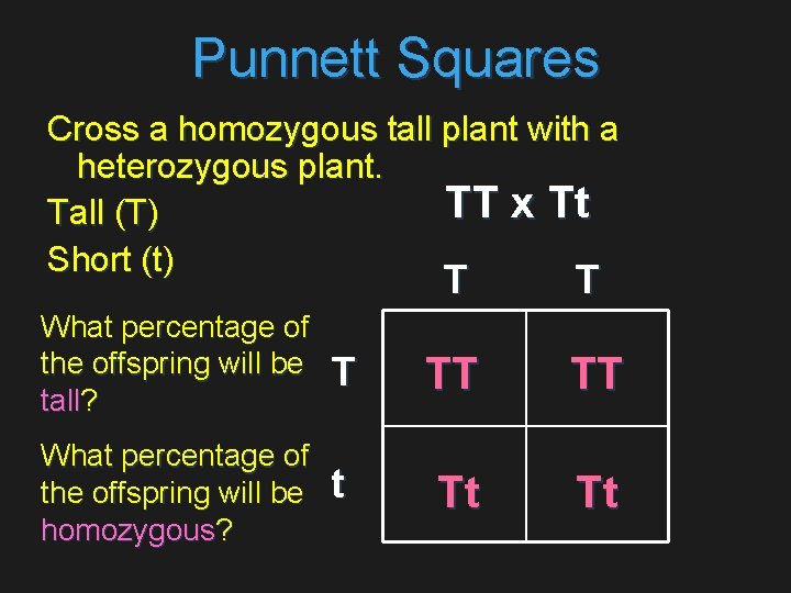 Punnett Squares Cross a homozygous tall plant with a heterozygous plant. TT x Tt