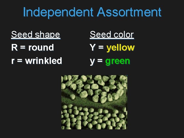 Independent Assortment Seed shape R = round r = wrinkled Seed color Y =