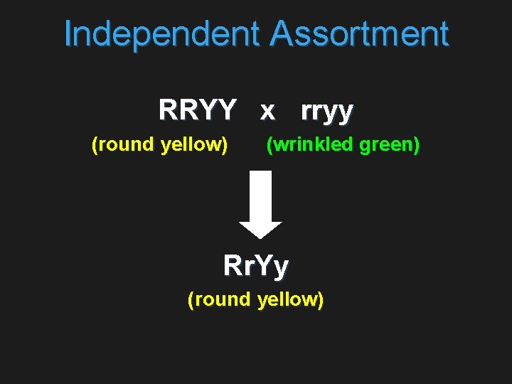 Independent Assortment RRYY x rryy (round yellow) (wrinkled green) Rr. Yy (round yellow) 