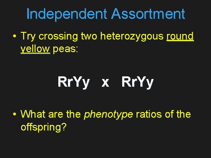 Independent Assortment • Try crossing two heterozygous round yellow peas: Rr. Yy x Rr.