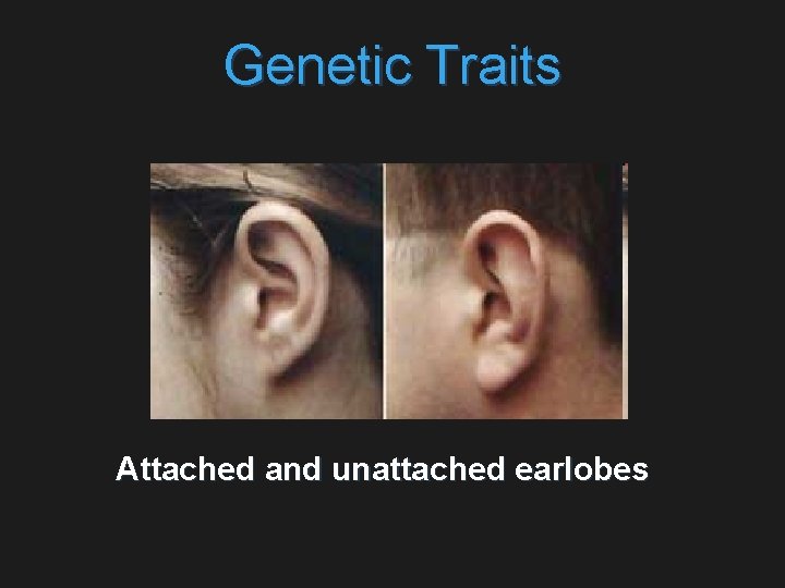 Genetic Traits Attached and unattached earlobes 