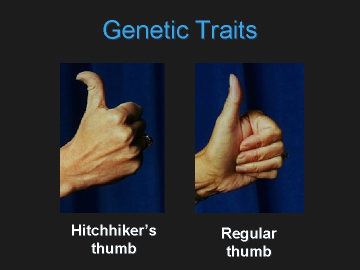 Genetic Traits Hitchhiker’s thumb Regular thumb 