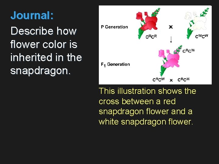 Journal: Describe how flower color is inherited in the snapdragon. This illustration shows the