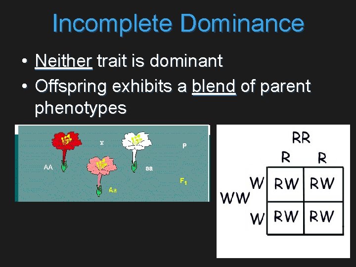 Incomplete Dominance • Neither trait is dominant • Offspring exhibits a blend of parent