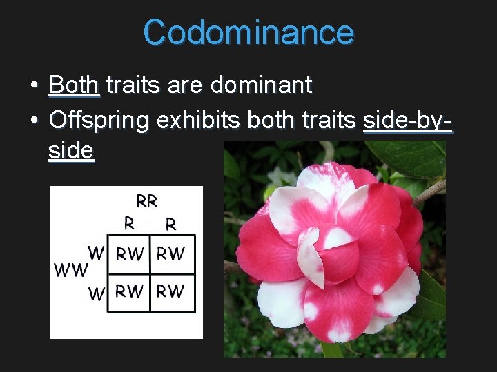 Codominance • Both traits are dominant • Offspring exhibits both traits side-byside 