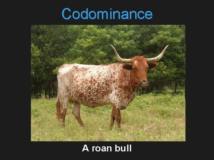 Codominance A roan bull 