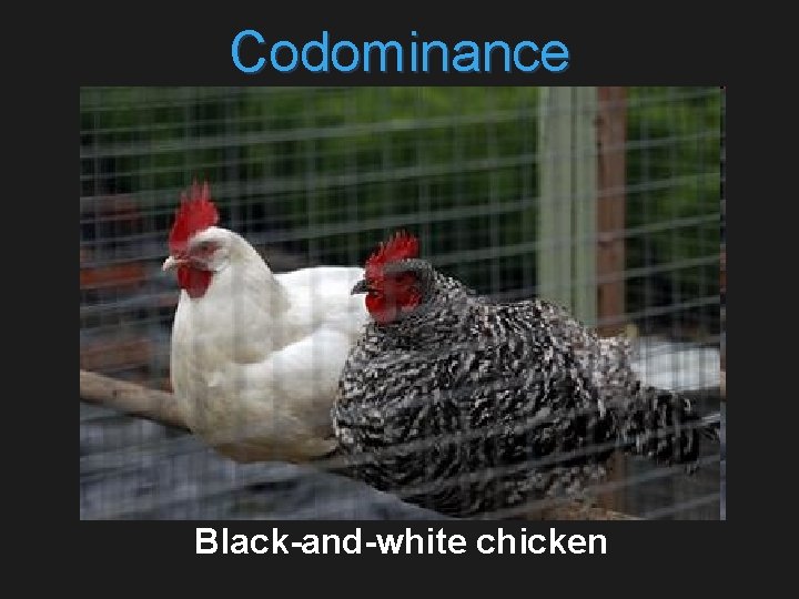 Codominance Black-and-white chicken 