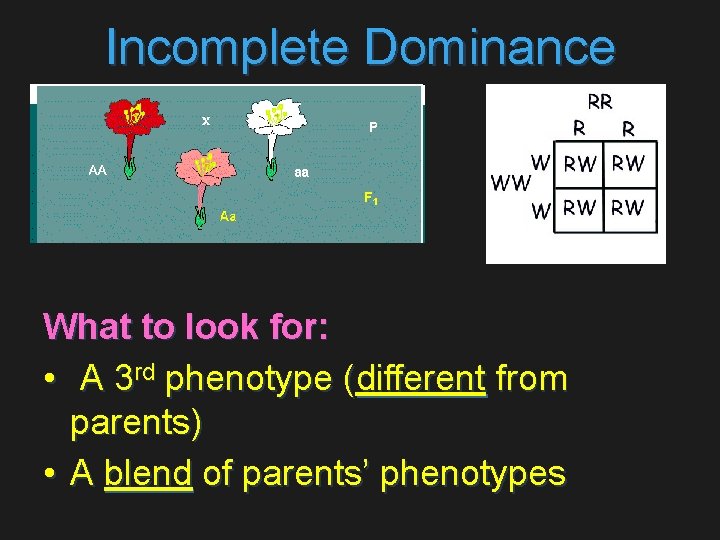 Incomplete Dominance What to look for: • A 3 rd phenotype (different from parents)