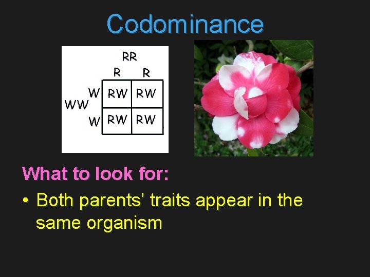 Codominance What to look for: • Both parents’ traits appear in the same organism
