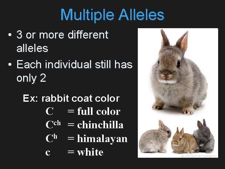 Multiple Alleles • 3 or more different alleles • Each individual still has only