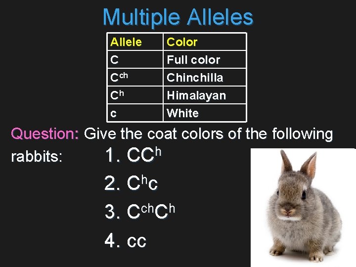 Multiple Alleles Allele C Cch Ch Color Full color Chinchilla Himalayan c White Question:
