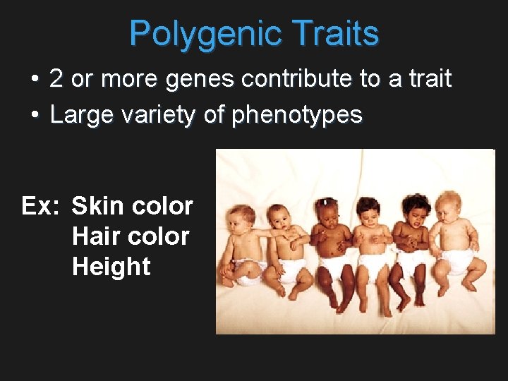 Polygenic Traits • 2 or more genes contribute to a trait • Large variety