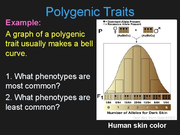 Polygenic Traits Example: A graph of a polygenic trait usually makes a bell curve.