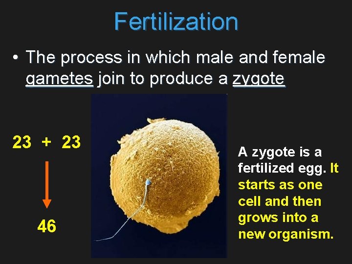 Fertilization • The process in which male and female gametes join to produce a