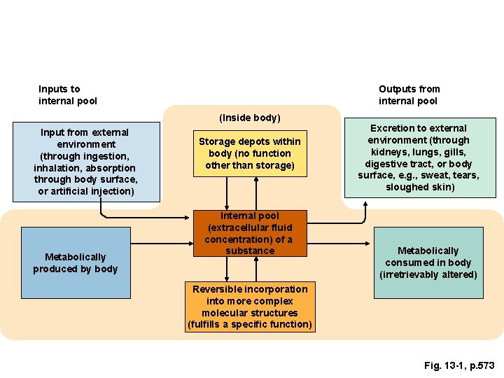 Inputs to internal pool Outputs from internal pool (Inside body) Input from external environment